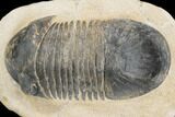 Bargain, Paralejurus Trilobite - Atchana, Morocco #126917-5